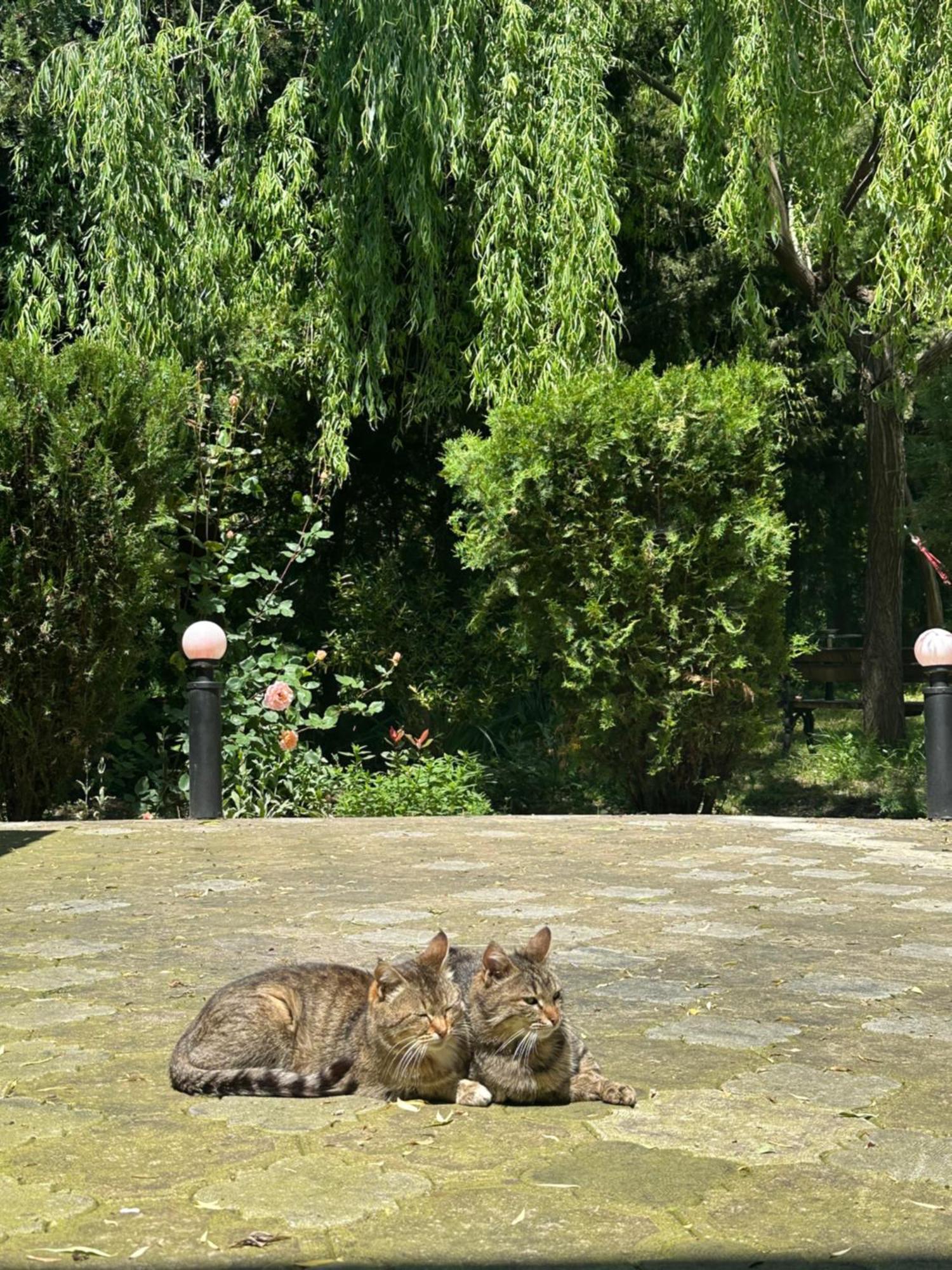 Green House クヴァレリ エクステリア 写真